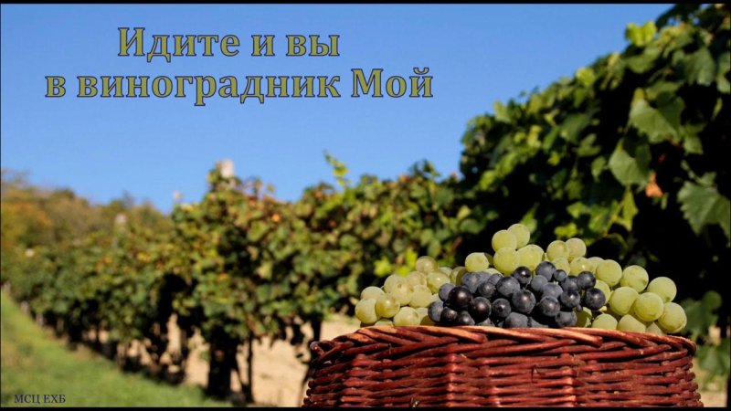 Молдавия виноградники