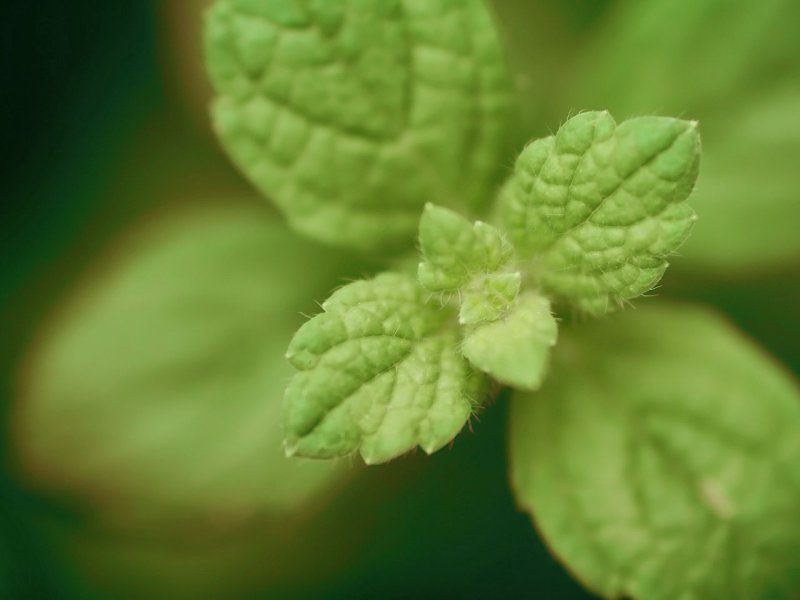 Мята мини минт