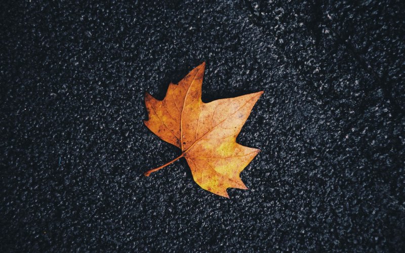 Заставка листва