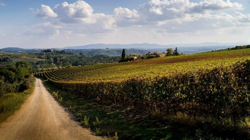 Италия виноградники Тосканы