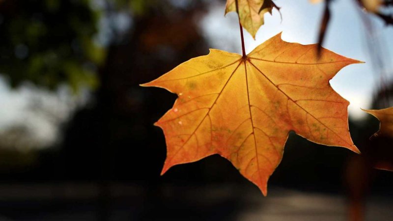 Осенние листья