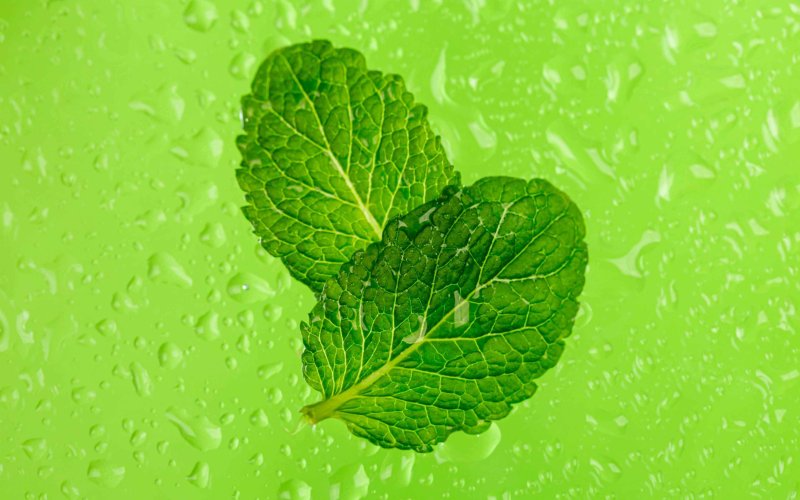 Зеленые обои