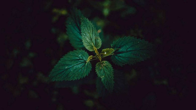 Мята и крапива