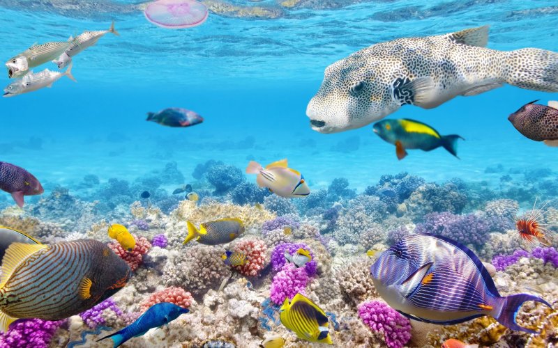 Подводный риф риф