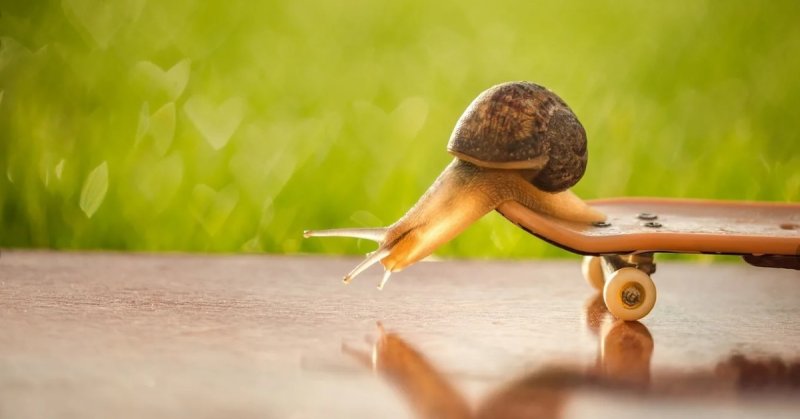 Улитка макро