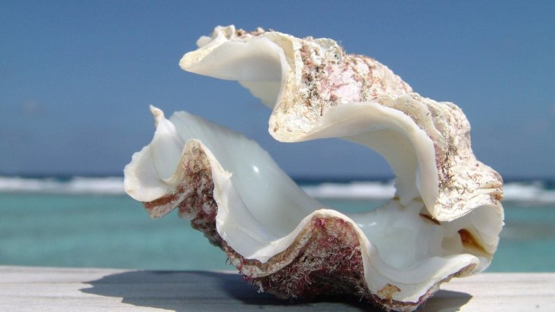 Морская Ракушка тридакна