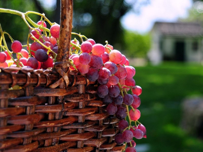 Виноград ред Глоб