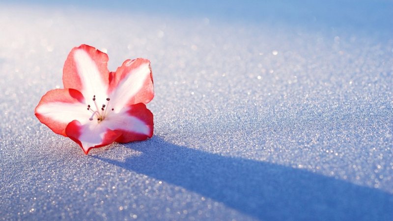 Цветы зимой