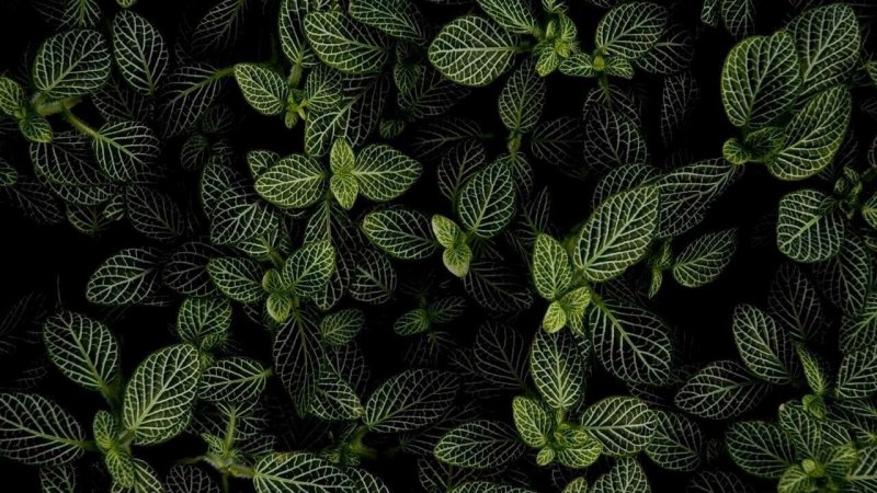 Мята листья