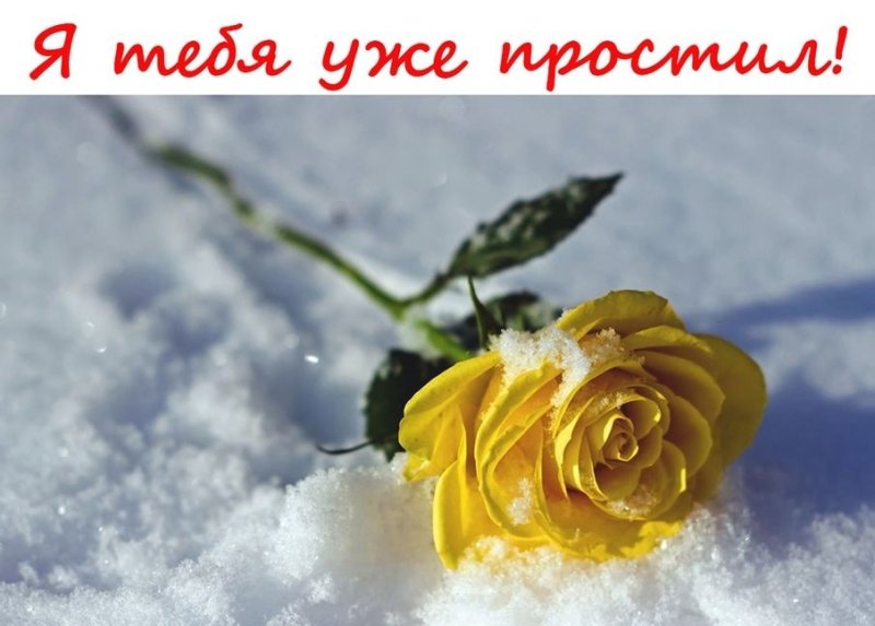 Цветы зимой