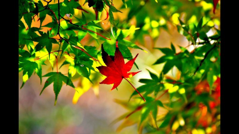 Осень листья