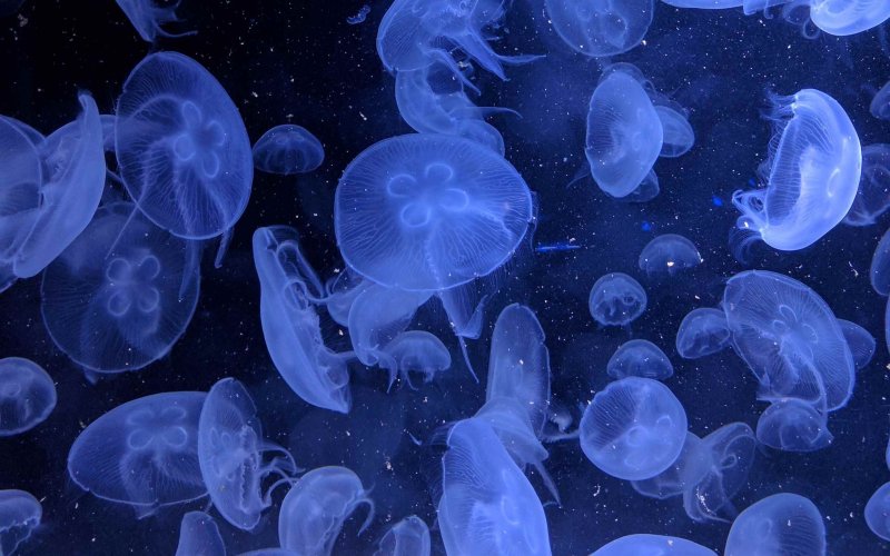 Морские обитатели