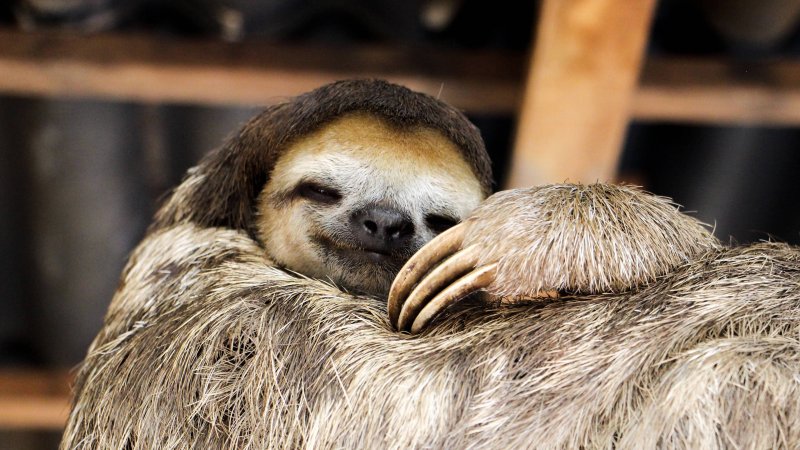 Двупалый Ленивец