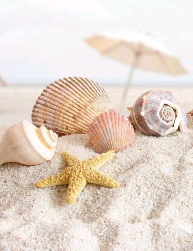 Красивый пляж с ракушками