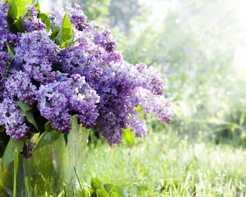 Нилетто сирень