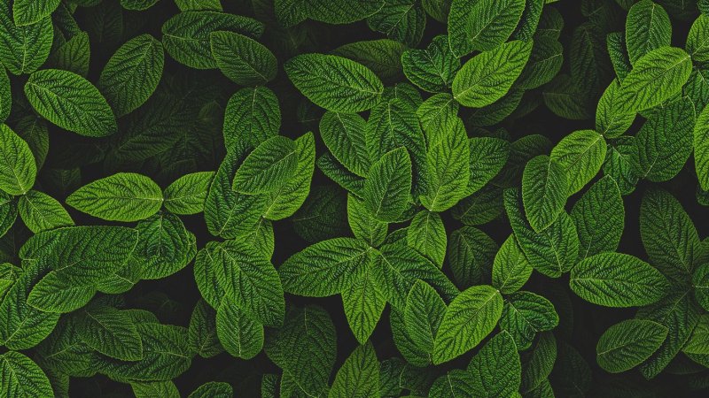 Мята перечная куст