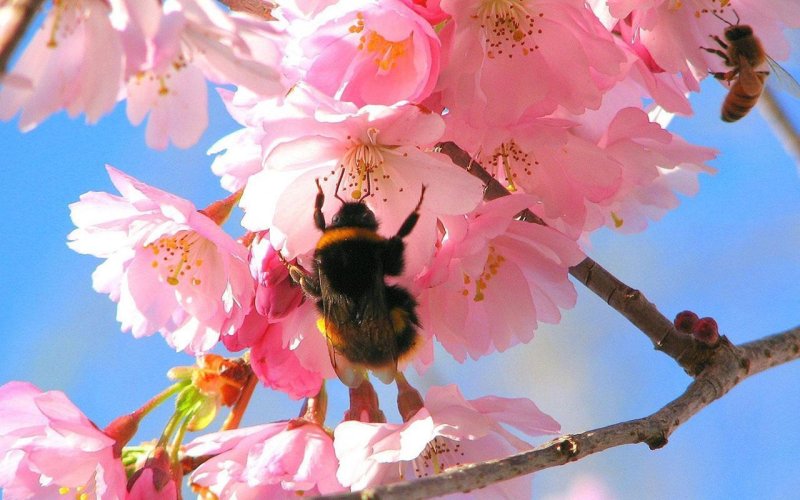 Весенняя природа