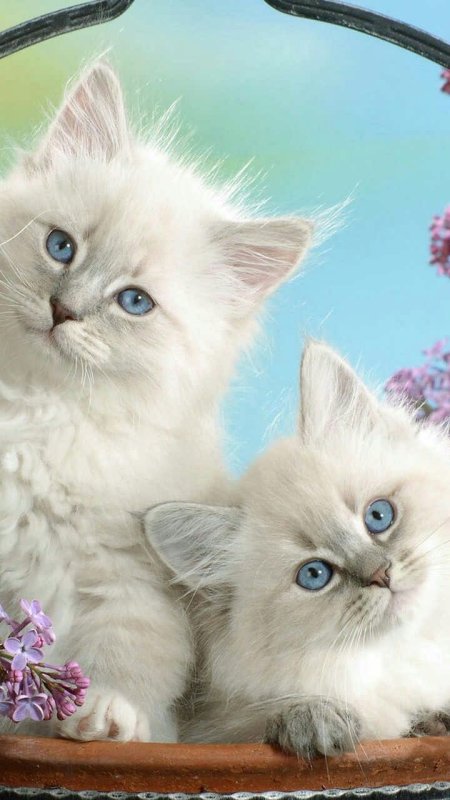 Красивые кошечки