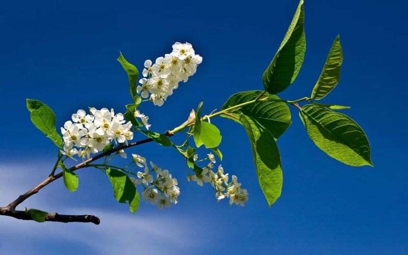 Цветы черемухи