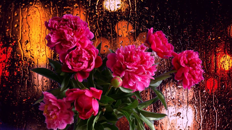 Картинки на рабочий стол пионы