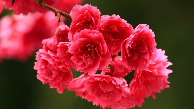 Весна цветы