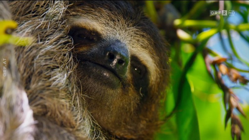 Ленивец страшный