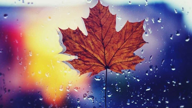 Осенние листья