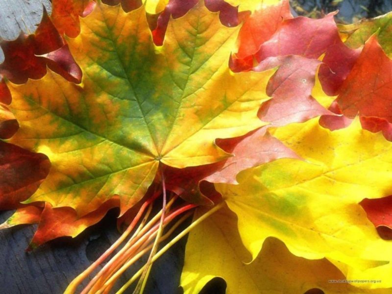 Клен желтеют листья