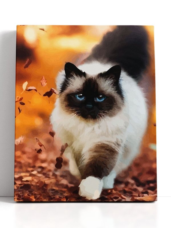 Гималайские сиамские кошки