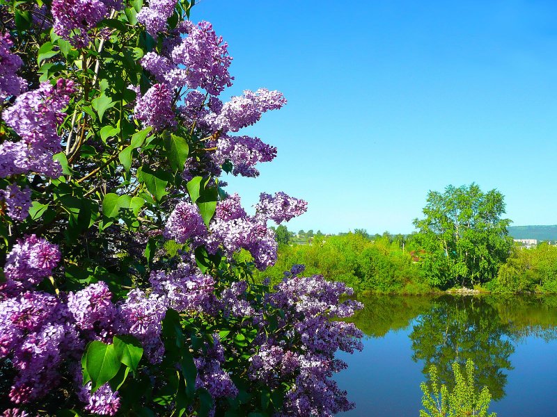 Сирень Вирджиния Беккер