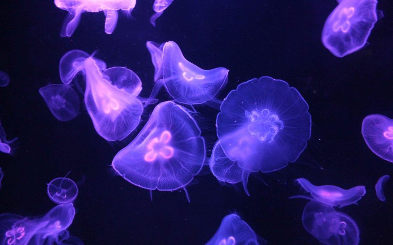 Медузы фон для рабочего стола