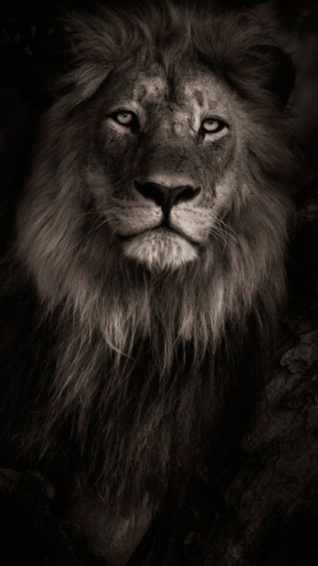 Изображение Льва