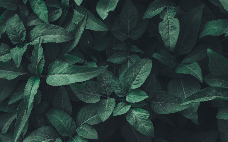 Черная мята растение