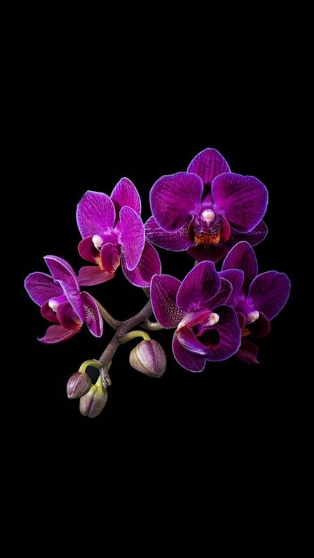 Темно фиолетовая Орхидея фаленопсис