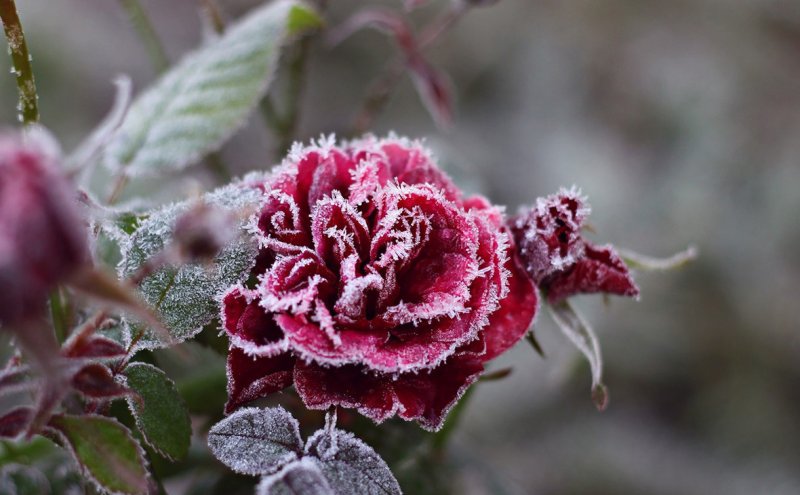 Зимняя роза Северцева