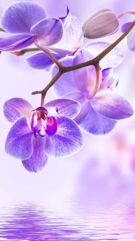 Цветок орхидеи