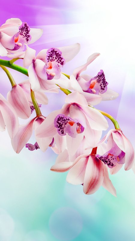 Орхидеи на рабочий стол