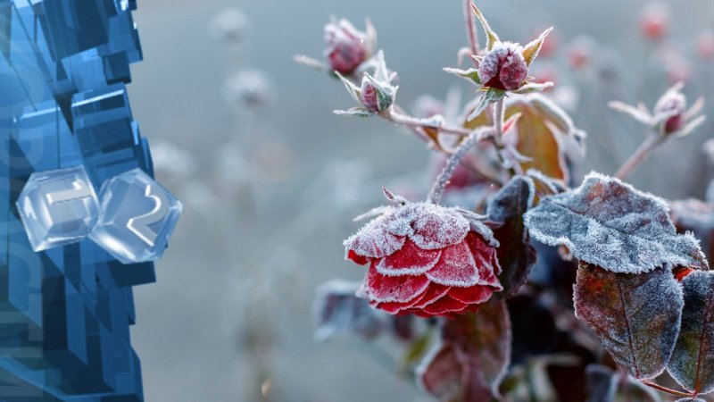 Цветы зимой