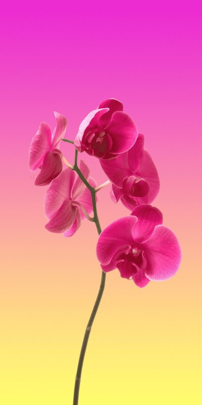 Орхидеи фон