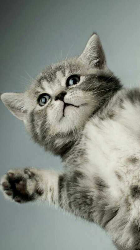 Красивые котики