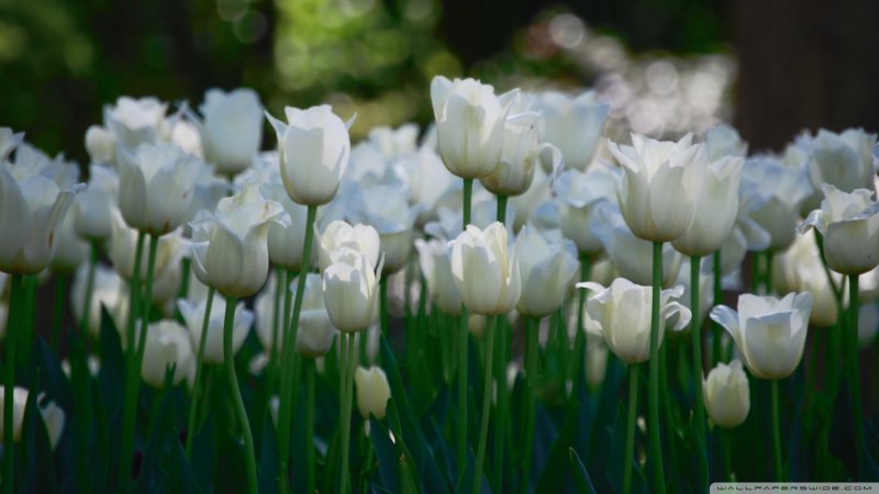 Белые тюльпаны