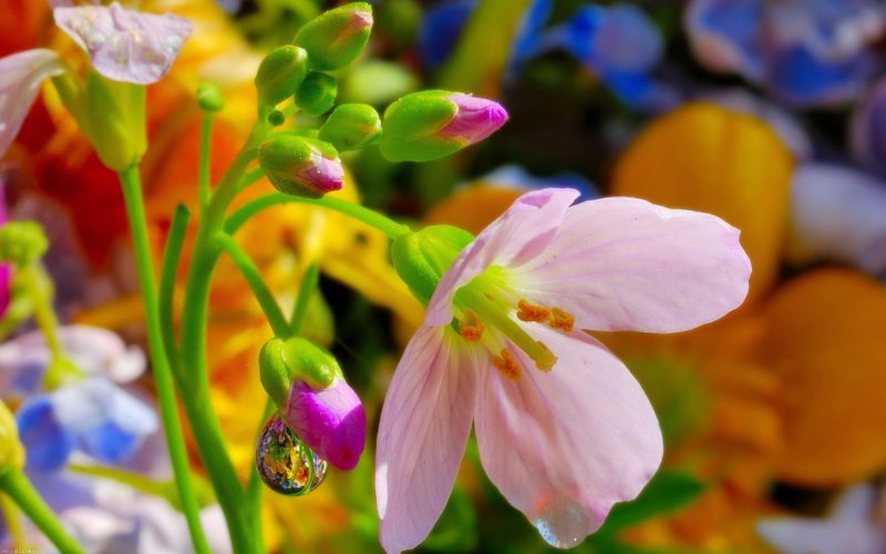 Летние цветы