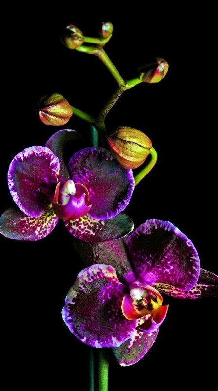 Фаленопсис Экзотик пунш