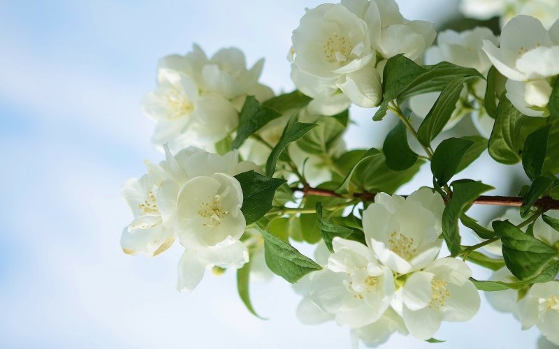 Весенний Жасмин