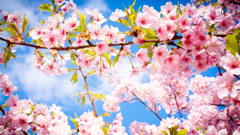 Телевизор Toshiba 49u7750ev 4k