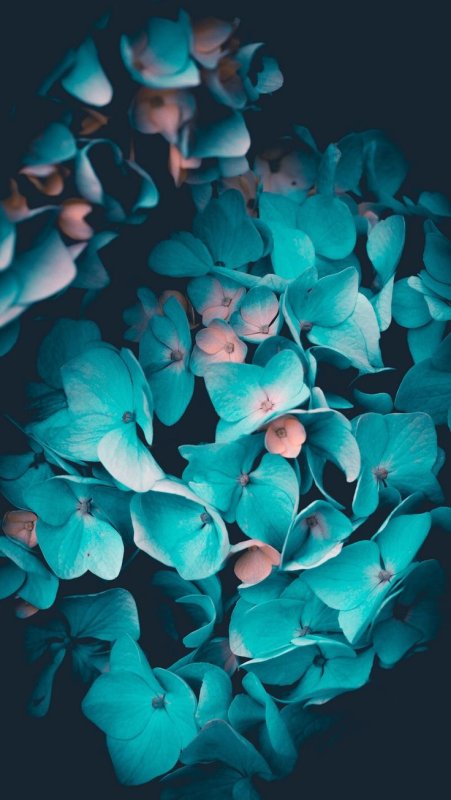 Мята Эстетика