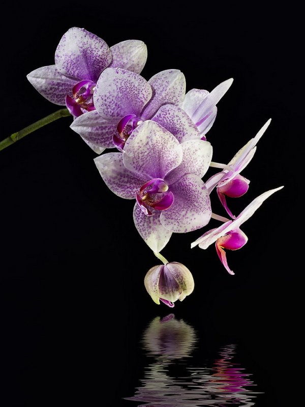 Фаленопсис Night Beauty