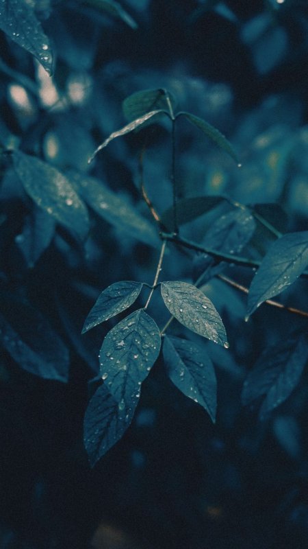 Темные листья