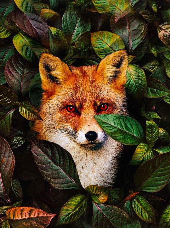 Заставка лисы