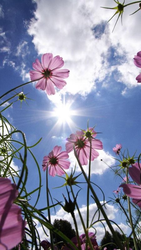 Цветы и небо